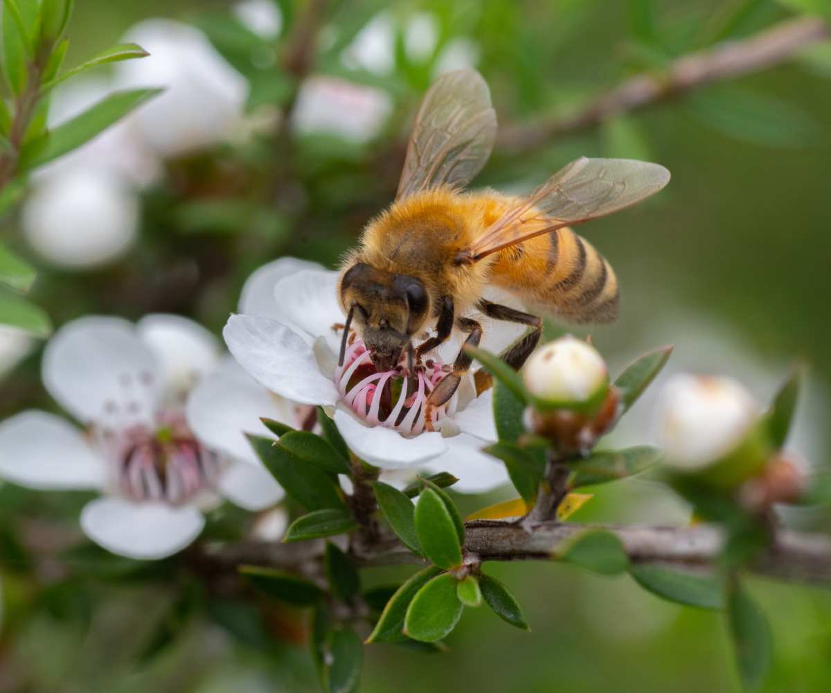 Miele di Manuka